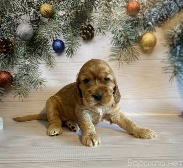 Продам: Щенки Кокер Спаниеля. Кокер Спаниэль щен