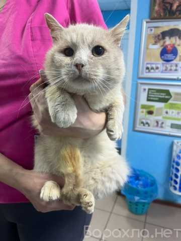 Отдам даром: Котик срочно ищет дом или передержку!