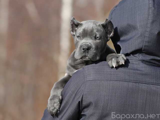 Продам: Щенки Кане-корсо. Щеночки кане корсо