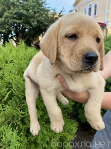 Продам: Щенки лабрадора. Лабрадор ретривер щенки