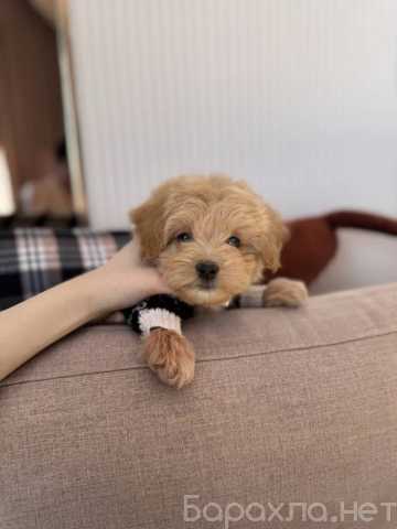 Продам: Щенки Мальтипу Ф1 и Ф2.Щеночки мальтипу