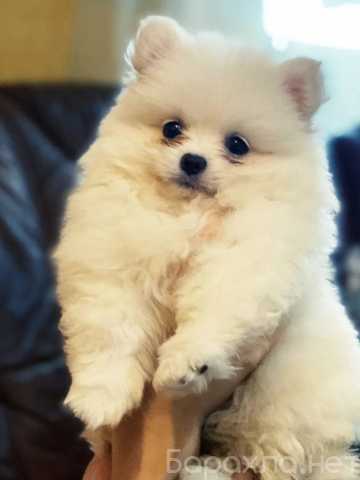 Продам: Щенки померанского шпица.Щеночки шпица