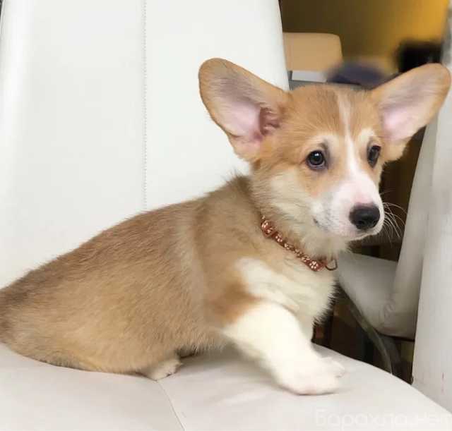 Продам: Щенки Вельш Корги.Щеночки Корги Пемброк