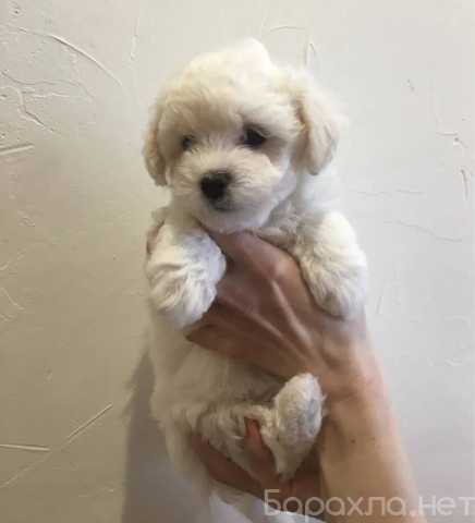 Продам: Щенки мальтезе.Щенки мальтийской болонки