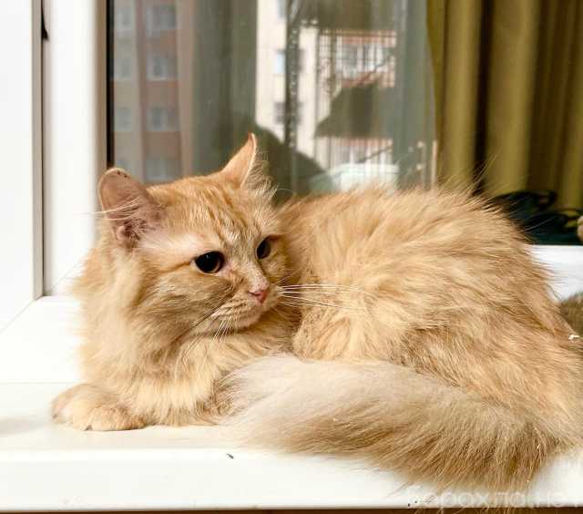 Отдам даром: Рыжая солнечная кошечка Мандаринка в доб