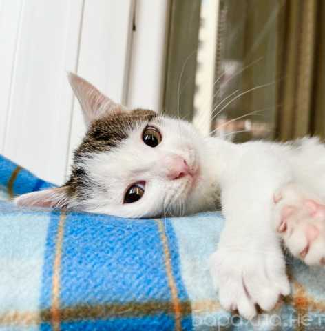 Отдам даром: Котенок Лазерь - лучистое счастье