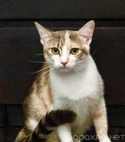 Отдам даром: Трехцветная кошка Изюминка