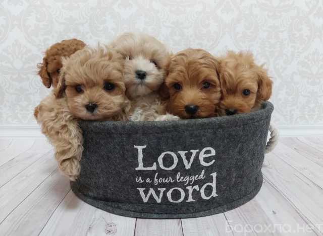 Продам: Щенки той и карликового пуделя.Щеночки