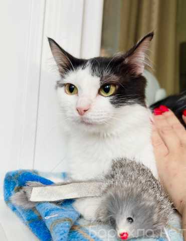 Отдам даром: Котенок Лаплас в добрые руки