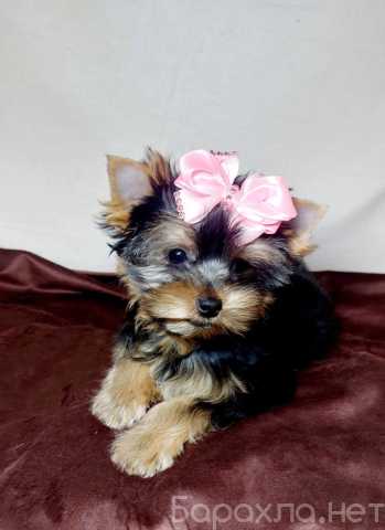 Продам: Щенки йорка.Щеночки йоркширского терьера