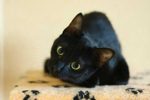 Отдам даром: Котенок-инвалид, Багира в добрые руки