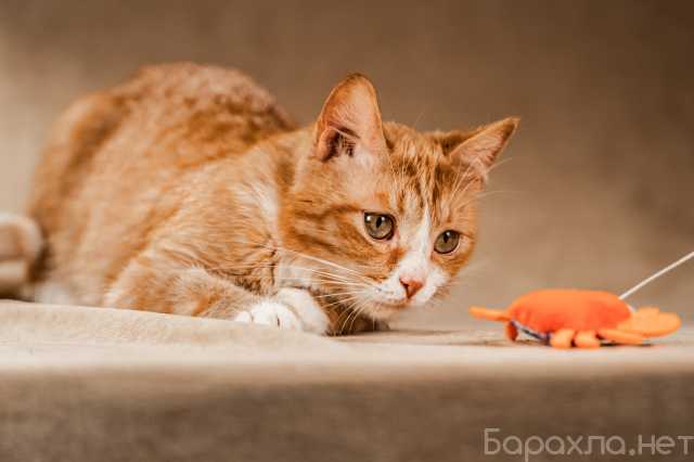 Отдам даром: ласковый и скромный котик Базилио