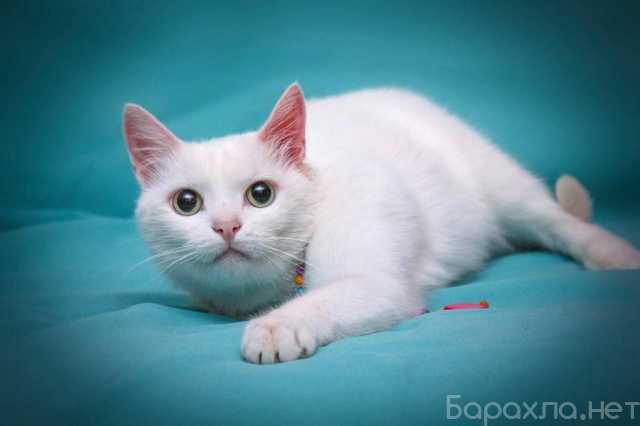 Отдам даром: Белая кошечка Одри в добрые руки