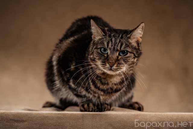 Отдам даром: своенравная кошечка Мурка