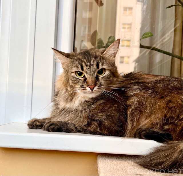 Отдам даром: Пушистая кошечка сибирской наружности Дж