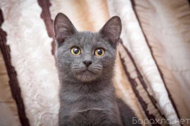 Отдам даром: Милая девочка котенок Варя в добрые руки