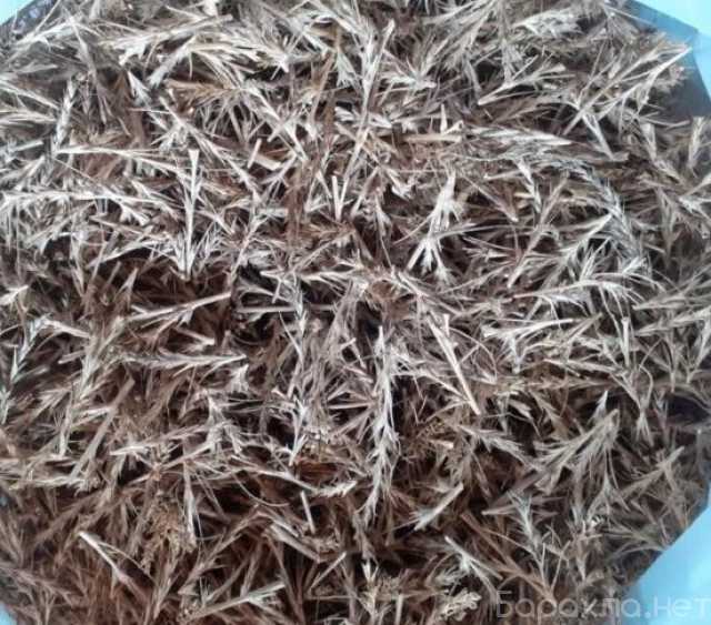 Продам: Солянка холмовая