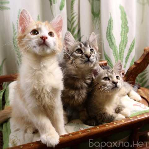 Отдам даром: Красивые котята в дар