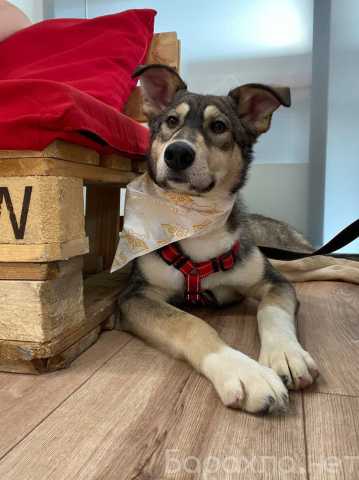 Отдам даром: Алтай - в сердце навсегда!