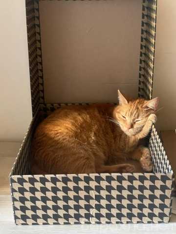 Отдам даром: Ласковая и умная кошка ищет хозяев