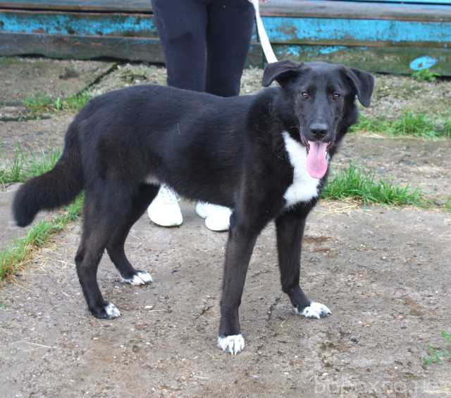 Отдам даром: Собака-компаньон Туман мечтает о семье и