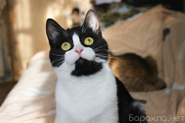 Отдам даром: Хорошенькая кругленькая кошечка в дар