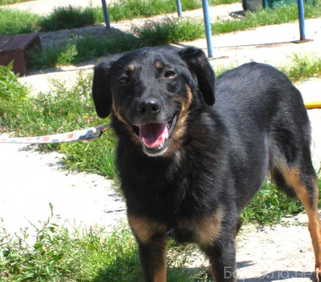 Отдам даром: Ласковая, добрая собака Альма ждет своег