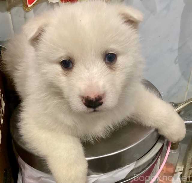 Отдам даром: Отдам щенка