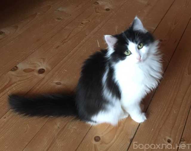 Отдам даром: Шикарнейшие котята в добрые руки