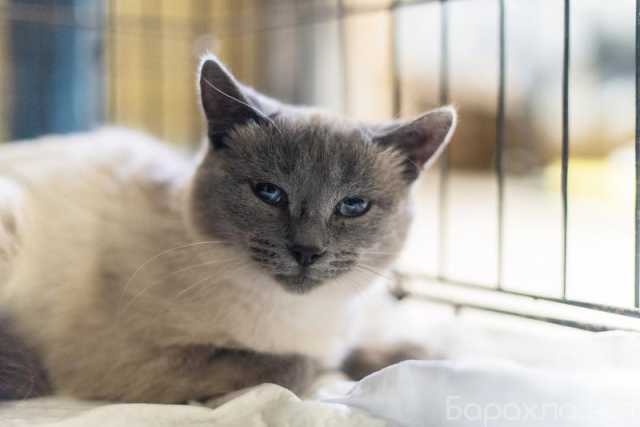 Отдам даром: Невероятная красавица Агата в добрые рук