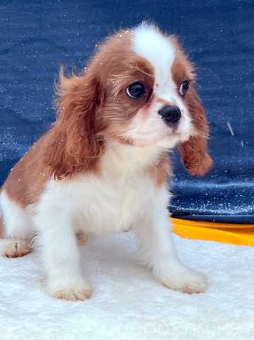 Продам: Кавалер кинг чарльз спаниель мальчик