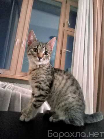 Отдам даром: Котенок Сима ищет дом