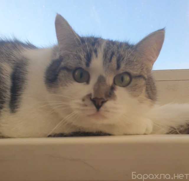 Отдам даром: Мэри — кошка с большим сердцем