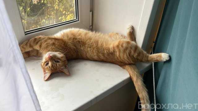 Отдам даром: Барсик ищет семью