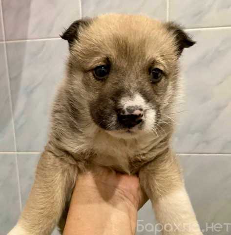 Отдам даром: Отдам щенка