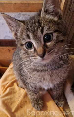 Отдам даром: Котёнок