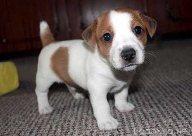 Продам: Щенки Джек Рассел терьер