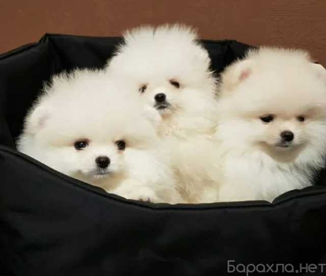 Продам: Щенки Померанского шпица.Щеночки шпиц