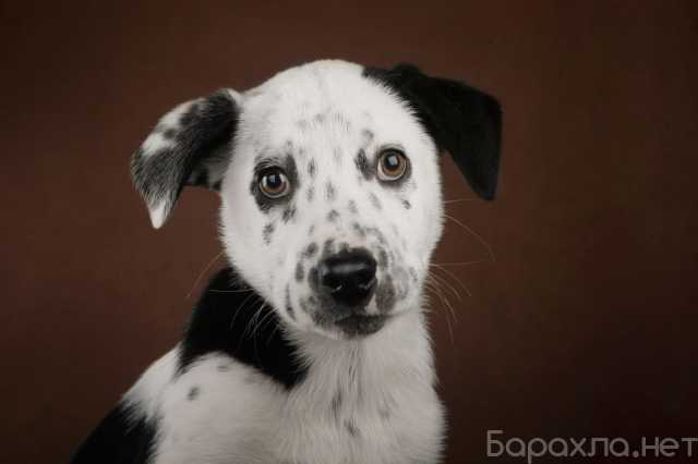 Отдам даром: Щенок Гром в добрые руки