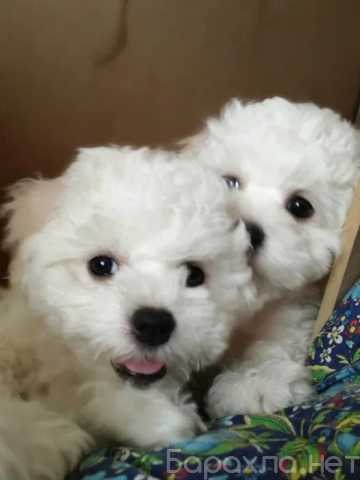 Продам: Щенки Бишон фризе.Щеночки бишон фризе