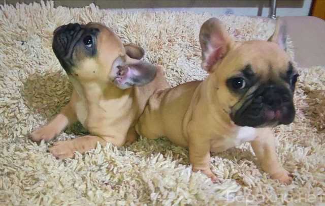 Продам: Щенки французского бульдога