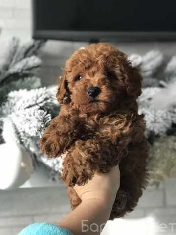 Продам: Щенки Той Пуделя.Карликовий пудель щенки