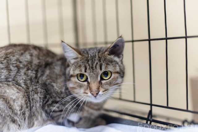 Отдам даром: Спокойная и ласковая Анфиса ищет дом