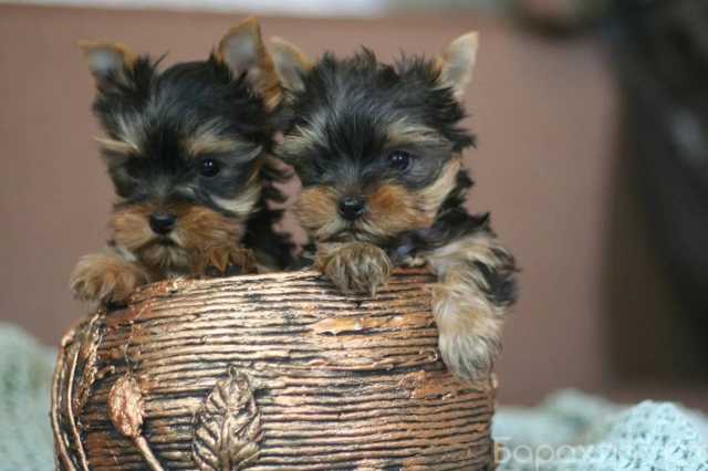 Продам: Щенки Йорка.Щеночки йоркширского терьера