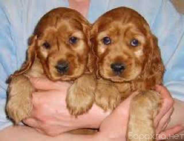 Продам: Щенки Кокер Спаниеля. Кокер Спаниель