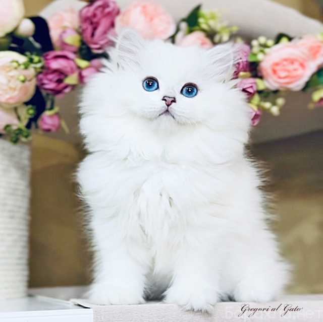 Продам: Британская длинношерстная шиншилла