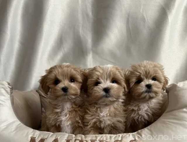 Продам: Щенки Мальтипу Ф1 и Ф2.Щеночки Мальтипу