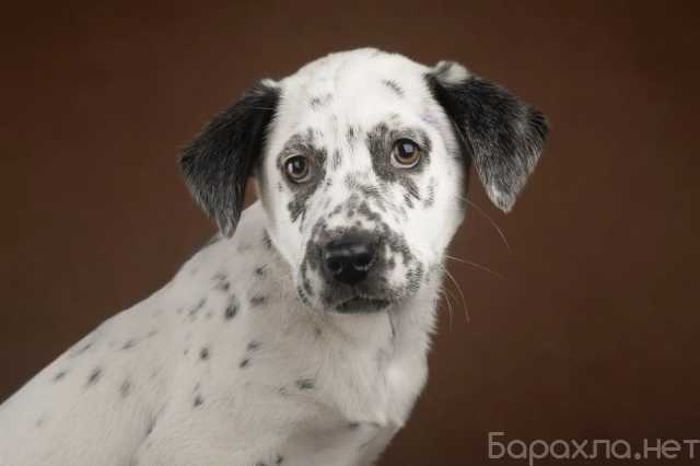 Отдам даром: Щенок Граф в добрые руки