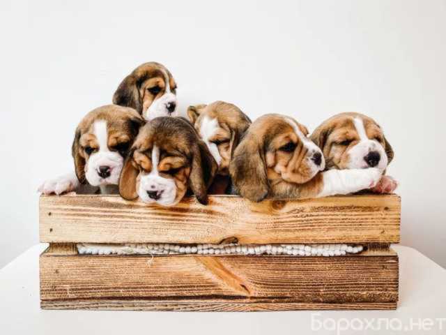 Продам: щенки Бигля. Щеночки Бигль