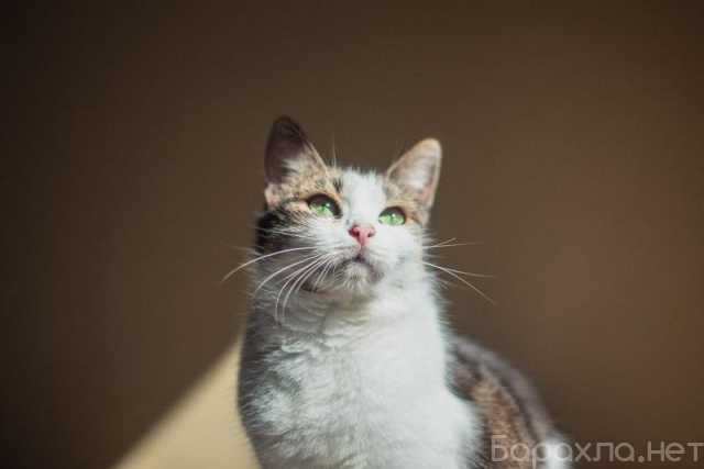 Отдам даром: Очаровательная Ария ищет дом